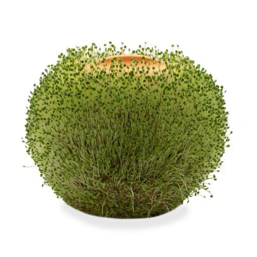 Ronde terracotta plantenpot - met plant